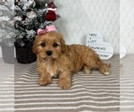 Small #1 Cavapoo (Miniature)