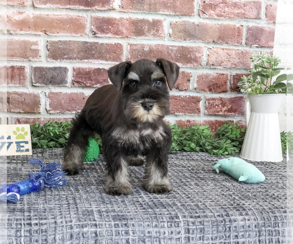 Medium Photo #6 Schnauzer (Miniature) Puppy For Sale in SYRACUSE, IN, USA