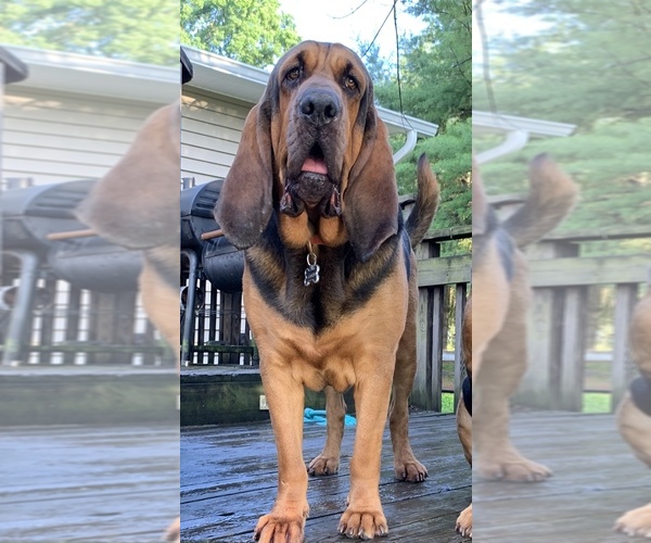 Medium Photo #1 Bloodhound Puppy For Sale in MOUNT AIRY, MD, USA