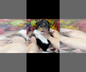 Medium Miniature Bernedoodle-Poodle (Miniature) Mix