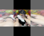 Puppy 2 Miniature Bernedoodle-Poodle (Miniature) Mix