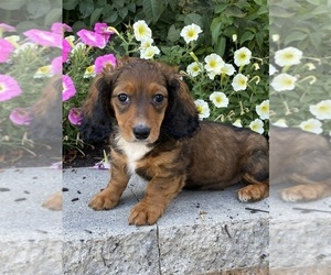 Dachshund Puppy for sale in CANOGA, NY, USA