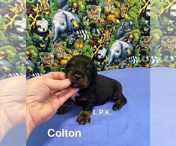 Medium Photo #2 Dachshund Puppy For Sale in WINNSBORO, LA, USA