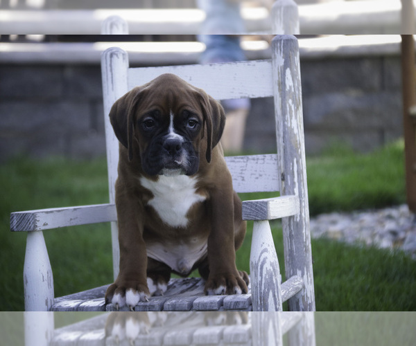 Medium Photo #3 Boxer Puppy For Sale in SHIPSHEWANA, IN, USA