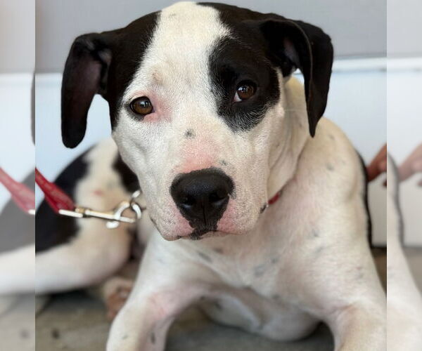 Medium Photo #5 Mutt Puppy For Sale in Canton, CT, USA