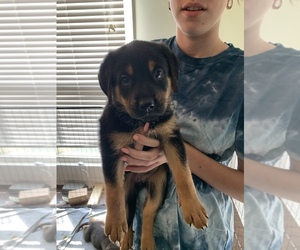 Shepweiller Puppy for sale in CHARLOTTE, NC, USA