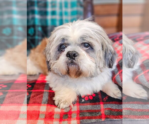 Medium Photo #2 Shih Tzu Puppy For Sale in Bon Carbo, CO, USA