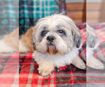 Small #1 Shih Tzu