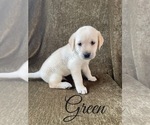Small Photo #30 Labrador Retriever Puppy For Sale in MURRIETA, CA, USA