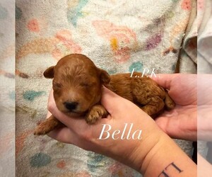 Poodle (Toy) Puppy for sale in WINNSBORO, LA, USA