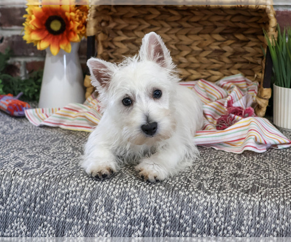 Medium Photo #6 Schnauzer (Miniature) Puppy For Sale in SYRACUSE, IN, USA