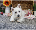 Ophelia - Female Schnauzer (Miniature) Puppy for Sale - Photo #6