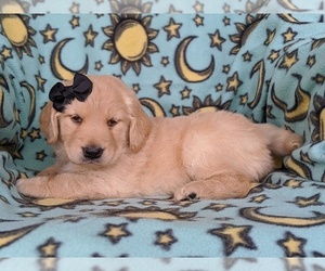 Goldendoodle Puppy for sale in KIRKWOOD, PA, USA