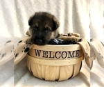 Small Photo #9 German Shepherd Dog Puppy For Sale in HAMILTON, NJ, USA