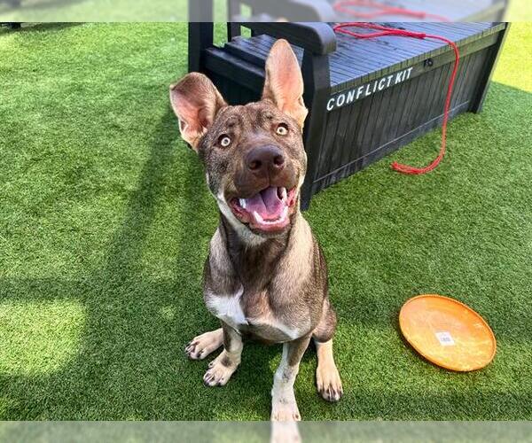 Medium Photo #1 German Shepherd Dog-Unknown Mix Puppy For Sale in Orange, CA, USA