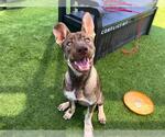 Small German Shepherd Dog Mix