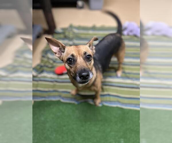 Medium Photo #1 Dachshund Puppy For Sale in Chula Vista, CA, USA