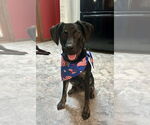 Small #12 Mountain Cur Mix