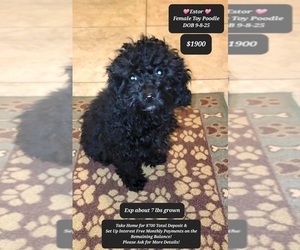 Poodle (Toy) Puppy for sale in TUCSON, AZ, USA