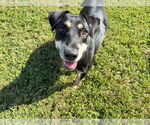 Small #1 American Pit Bull Terrier Mix