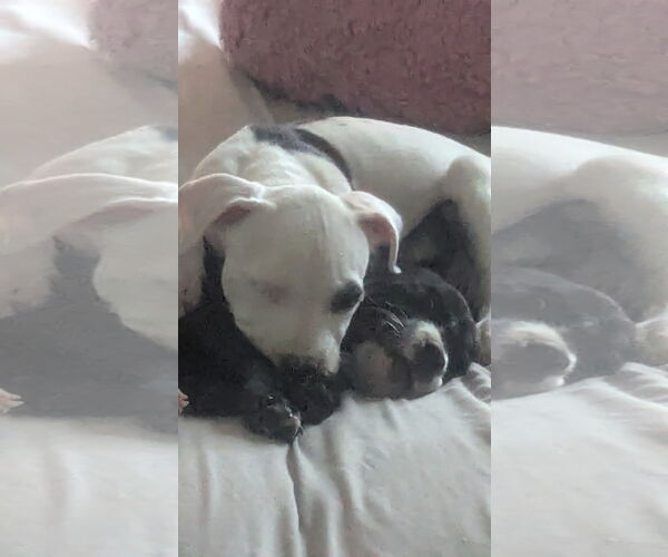 Medium Photo #8 Labrador Retriever-Unknown Mix Puppy For Sale in The Woodlands, TX, USA