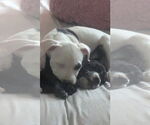 Small #7 Labrador Retriever Mix