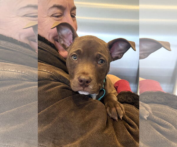 Medium Photo #4 American Staffordshire Terrier-Unknown Mix Puppy For Sale in Arlington, VA, USA