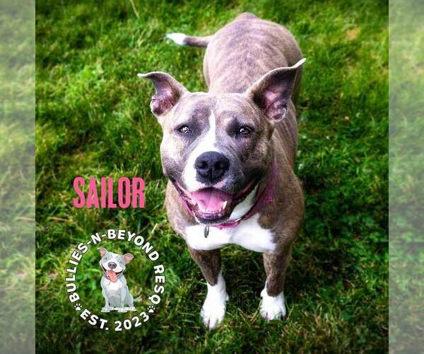 Medium Photo #12 American Staffordshire Terrier Puppy For Sale in Omaha, NE, USA