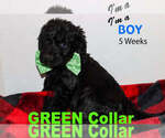 Small Photo #7 Labradoodle Puppy For Sale in WINCHESTER, KY, USA