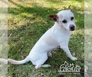 Mutt Dogs for adoption in Irvine, CA, USA