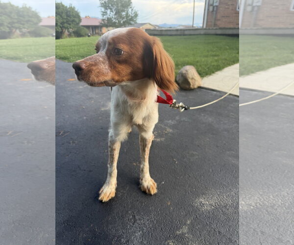 Medium Photo #4 - Mix Puppy For Sale in Curwensville, PA, USA