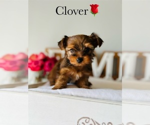 Yorkshire Terrier Puppy for Sale in MURFREESBORO, Tennessee USA