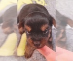 Small Photo #164 Yorkshire Terrier Puppy For Sale in AKRON, OH, USA