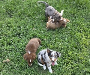 Miniature Australian Shepherd Litter for sale in EVERTON, MO, USA