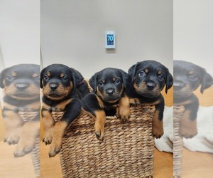 Rottweiler Puppy for Sale in RACINE, Wisconsin USA