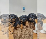 Small Photo #1 Rottweiler Puppy For Sale in RACINE, WI, USA