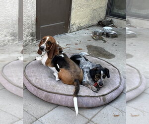 Grover - Male Beagle Dog for Adoption - Photo #2