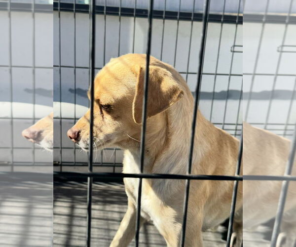 Medium Photo #2 Chihuahua-Unknown Mix Puppy For Sale in Grafton, WI, USA