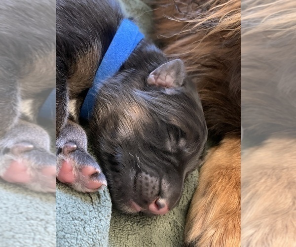 Medium Photo #3 German Shepherd Dog Puppy For Sale in PINON HILLS, CA, USA