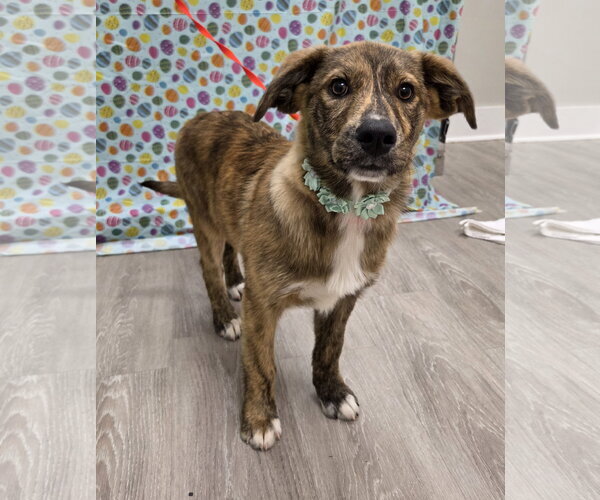Medium Photo #5 Australian Shepherd-Unknown Mix Puppy For Sale in Attalka, AL, USA
