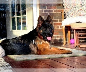 Mother of the German Shepherd Dog puppies born on 06/07/2025