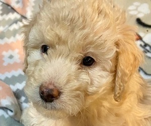 F2 Aussiedoodle Puppy for Sale in CANDLER, North Carolina USA