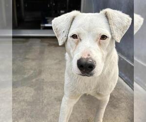 Medium Labrador Retriever Mix