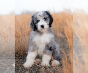 Goldendoodle Puppy for sale in CONWAY, MO, USA