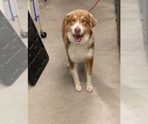 Australian Shepherd Dogs for adoption in Petaluma, CA, USA