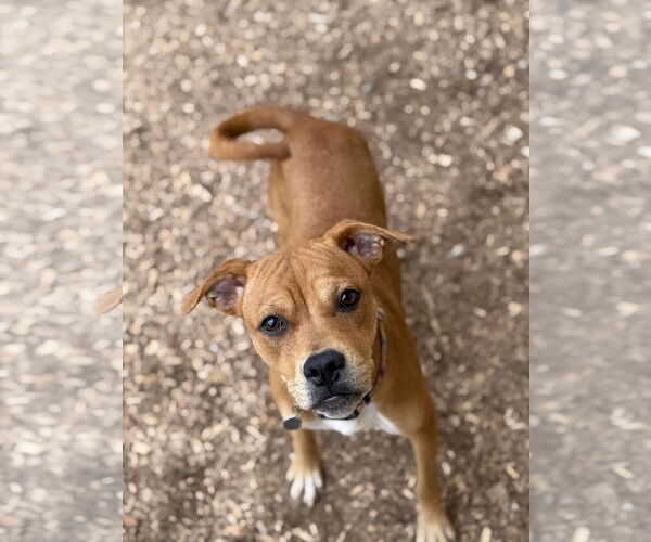 Medium Photo #6 Brug Puppy For Sale in Corning, AR, USA