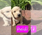 Puppy Heidi Dachshund