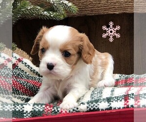 Cavalier King Charles Spaniel Puppy for sale in DRY RUN, PA, USA