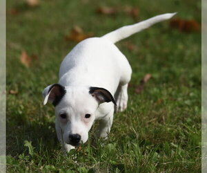 Iriel - Female Jackshund Dog for Adoption - Photo #12