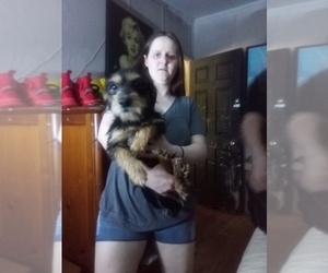 Rat Terrier Puppy for sale in WARNER ROBINS, GA, USA